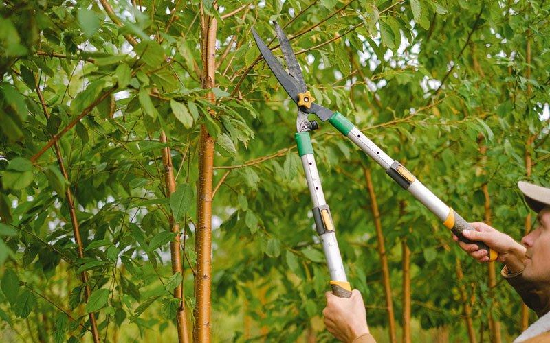 Tree trimming in Woodridge, NY